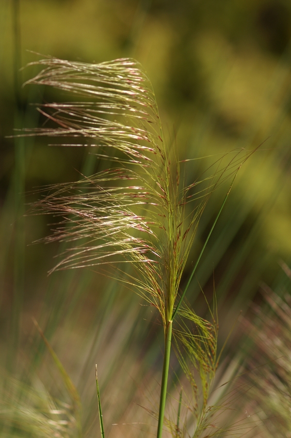 Austrostipa acrociliata